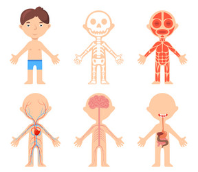 Educational poster with boy and anatomical systems vector