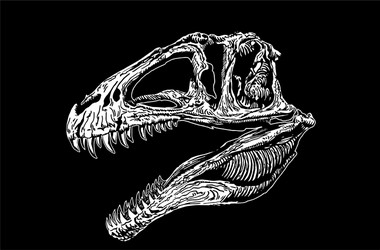 Tyrannosaurus Rex Skull on Black Vector Image