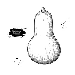 Butternut squash drawing isolated hand vector