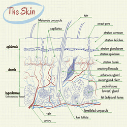 Skin aging anatomy Royalty Free Vector Image - VectorStock