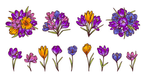 crocus flowers and bouquets spring primroses set Vector Image