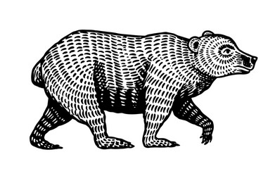 Grizzly bear brown wild animal side view hand vector