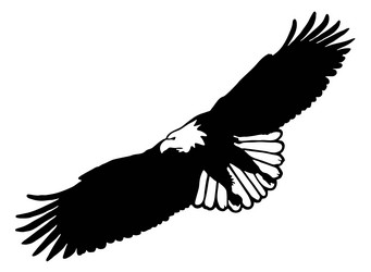 Flying Eagle Symbol Eagle With Open Wing Vector Image