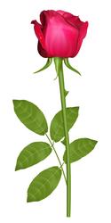 Beauty red rose with bow Royalty Free Vector Image