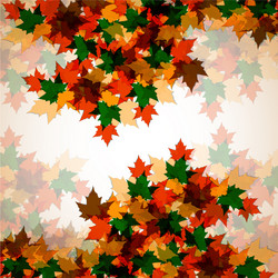 autumn background maple leaves colorful image vector image