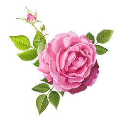 Pink Rose Flower Vector Image