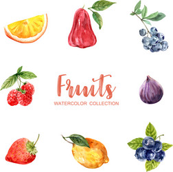 Watercolor Fruit Set Vector Image
