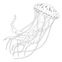 linear sketch of jellyfish graphics vector image