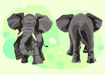 Large grey indian elephant goes forward vector