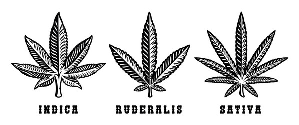 Cannabis Tattoo Vector Images (over 490)