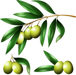 Green olives on the branch vector