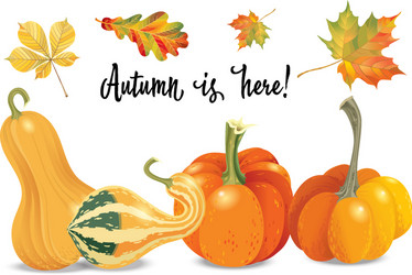set of autumn objects pumpkins different types vector image