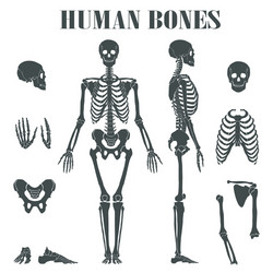 Human Skeleton Anatomy Diagram Royalty Free Vector Image