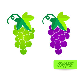 grape fresh fruit vector image