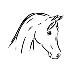 Arabian Horse Sketch - Pen Drawing Vector Image