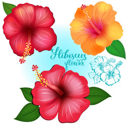 Hibiscus Flowers Set Vector Image