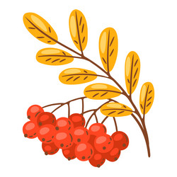 rowan sprig with berries image vector