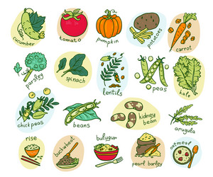 vegetable hand drawn set vector