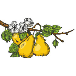 Pear Branch Scratch Board Engraving vector image