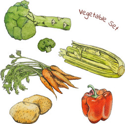 Watercolor vegetable sketches set with ink contour vector