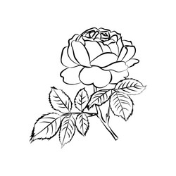Elegant Rose Sketch Vector Image