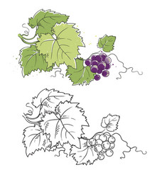 grapevine line sketch and color grape vector