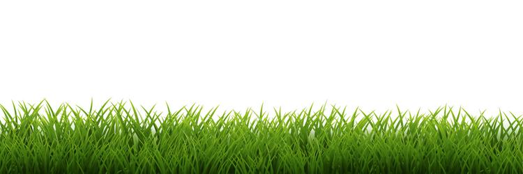 Green grass isolated white background Royalty Free Vector