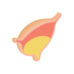 Urinary bladder with urine icon vector