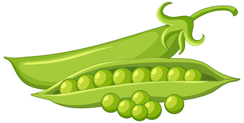 isolated green peas cartoon vector