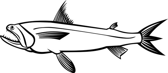 bombay duck fish harpadon nehereus bummalo bombil vector