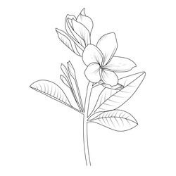 Yellow Frangipani Flower Sketch Vector Image