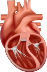 3d anatomy human heart anatomically vector