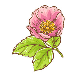 dog rose branch colored detailed Vector Image