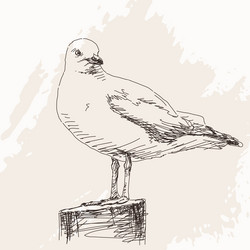 Sketch of seagull isolated vector