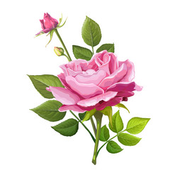 Pink Rose Blossom Vector Image