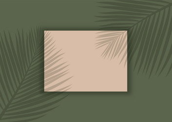display mock up with palm tree leaves shadow vector image