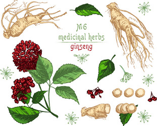 Realistic botanical color sketch of ginseng root vector