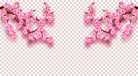 Sakura on both sides cherry branches vector