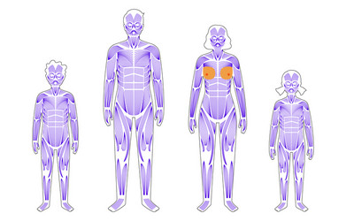 Human muscular system vector