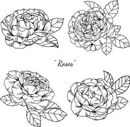 rose flower and leaf hand drawn botanical vector