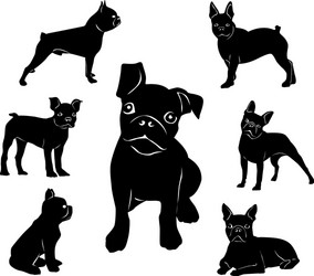 Boston Terrier Silhouette Vector Image