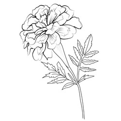 realistic marigold flower drawing coloring pages Vector Image