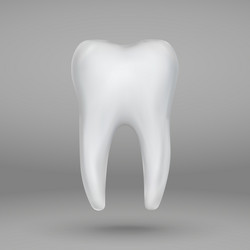 Realistic 3d tooth isolated on transparent Vector Image