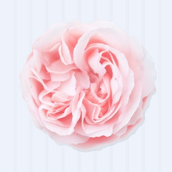 Realistic pink rose on white background Royalty Free Vector