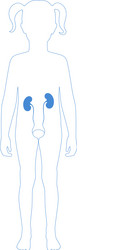 isolated kidney vector