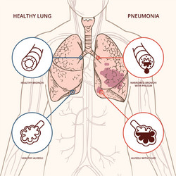 A schematic human body Royalty Free Vector Image