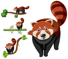 Set of different red pandas vector