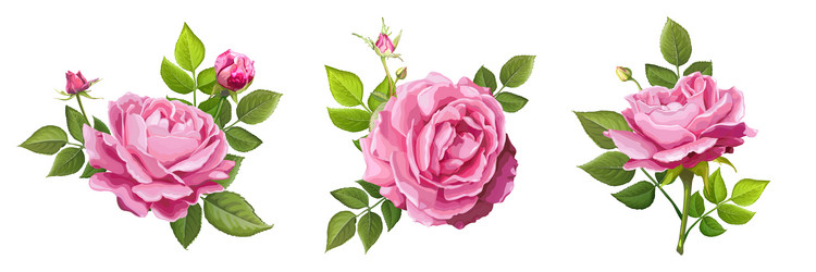 Pink Rose Floral Set Vector Image