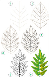 page shows how to learn step by draw vector image