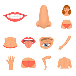 isolated object of body and part symbol set vector image